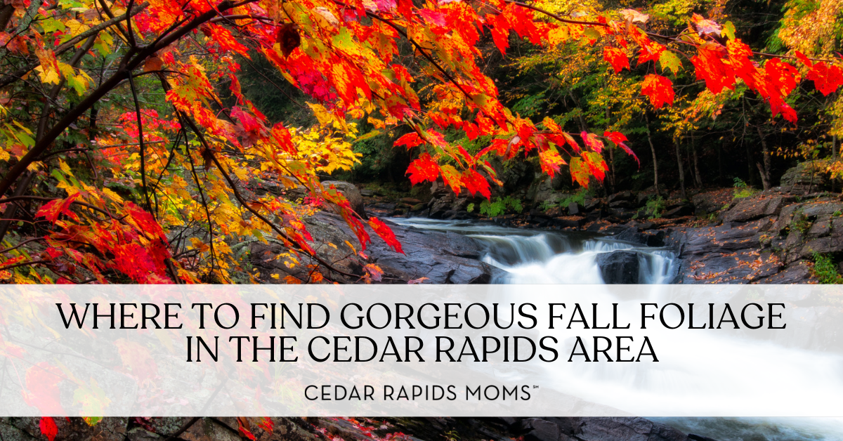 fall foliage