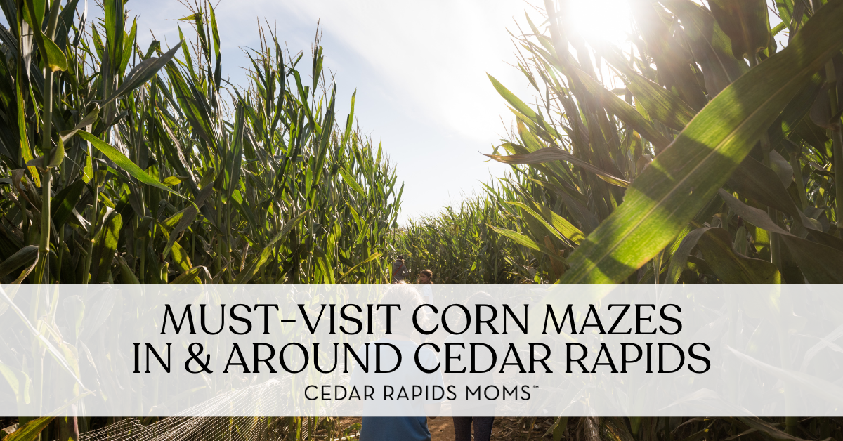 corn maze
